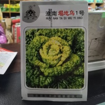 淮南塌地乌1号黄心乌塌菜种耐寒黄心菜种菊花心菜籽黄金乌