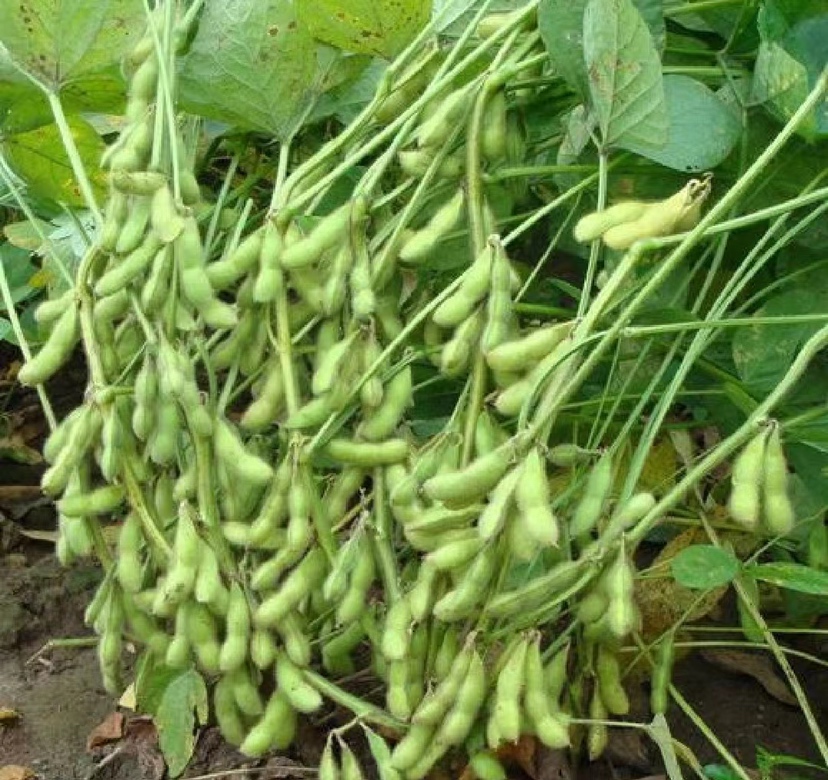 大豆植物特写