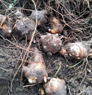 [香附批发]附子价格8.00元/斤 - 一亩田