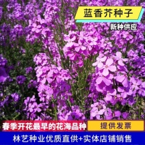 蓝香芥种子四季种易活开花不断多年生花海种子庭院兰香芥