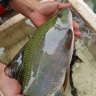 [青衣鱼批发]广西河池天峨县青衣鱼 0.10元/斤青衣鱼 _ 一亩田