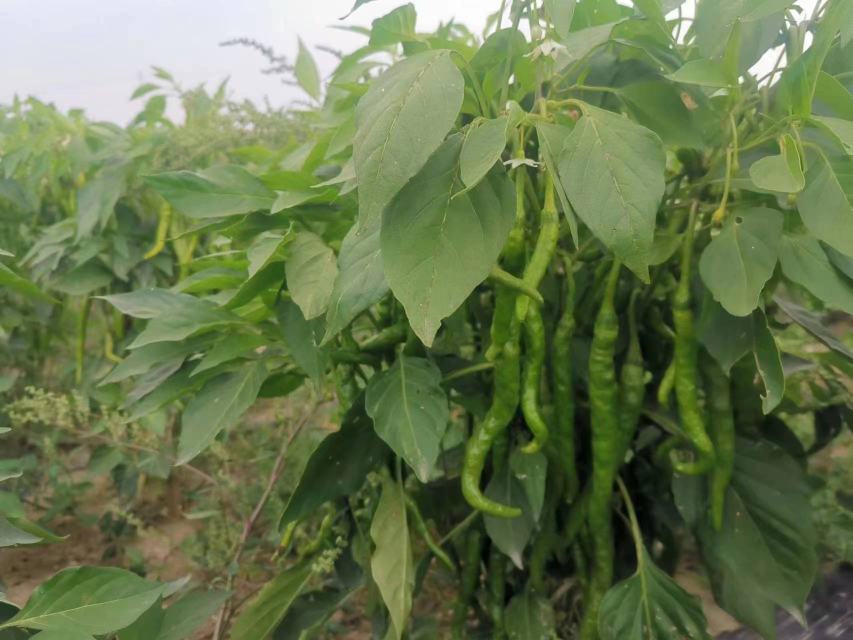 农户采摘兴平线椒现场