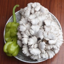白参菌雪莲菌新鲜蘑菇云南特产食用菌口感清香