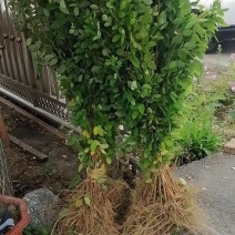 胡枝子