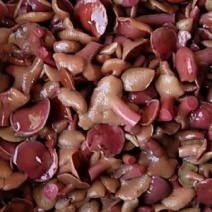 野生菌，红毛乳