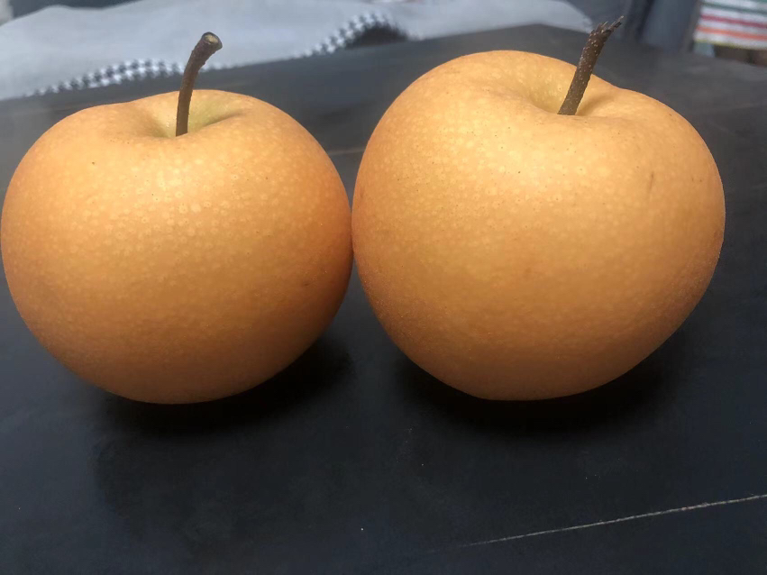 秋月梨整果特写