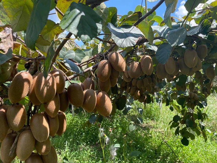 农户在陕西眉县猕猴桃果园中手工采摘绿心猕猴桃，枝头挂满青绿果实，叶片肥厚油亮，阳光透过叶隙洒在果面上，展现生态种植环境