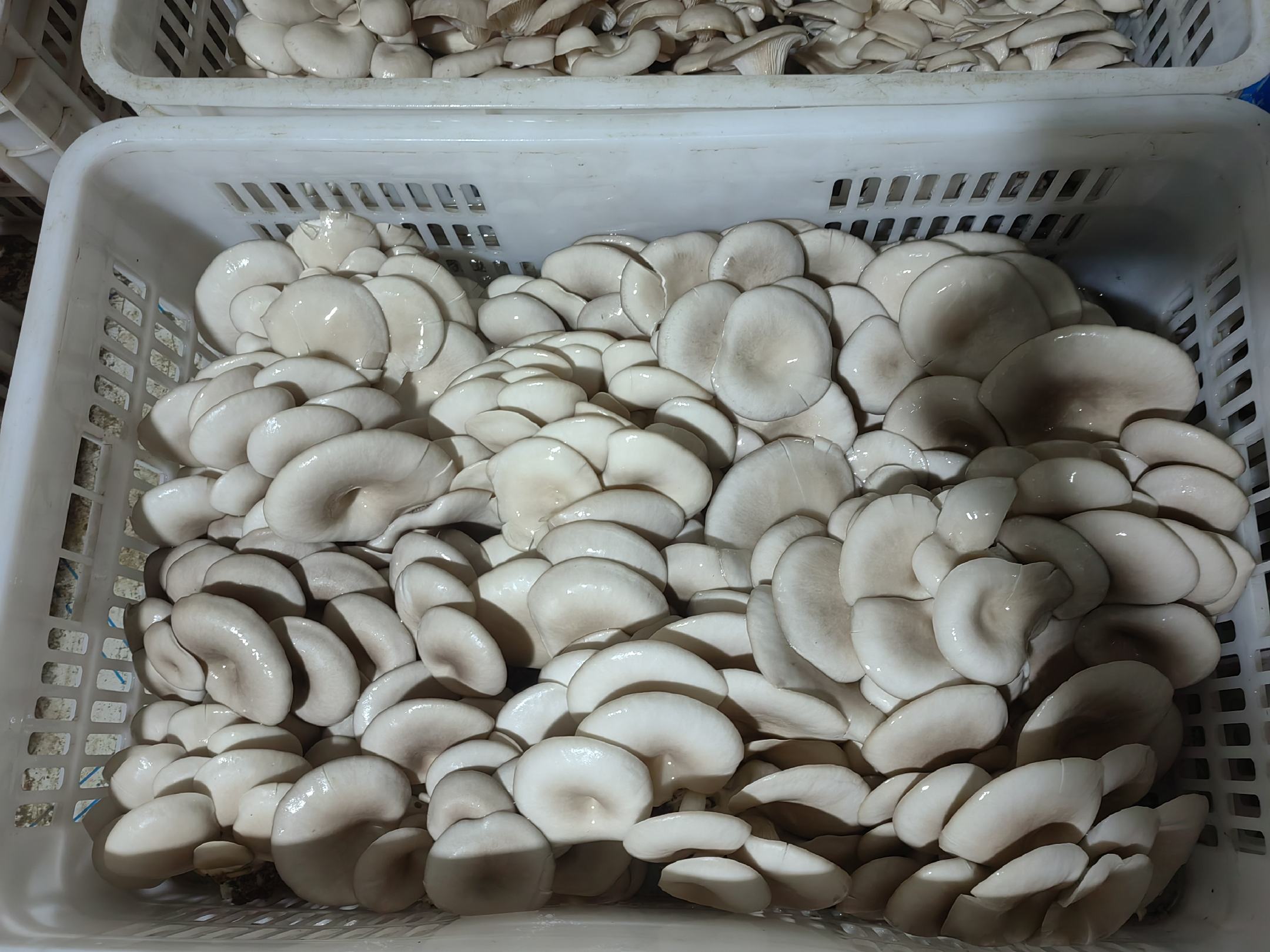 分装操作图：三只透明食品级PP保鲜盒并排摆放，内盛等量清炒平菇，盒盖密封严实，盒身标注"2024.06.15 18:00"手写标签，背景为木质料理台