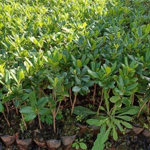 海桐树苗庭院绿化苗木季常青气味芳香驱蚊虫绿植物围墙绿篱笆