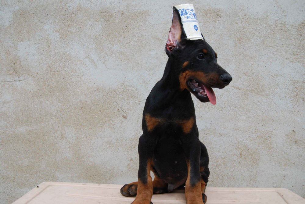 雪梨与宠物狗共处的温馨画面