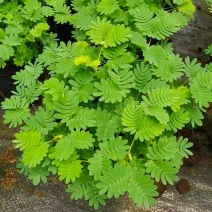 含羞草盆栽室内阳台植物四季易养活趣味绿植害羞草盆栽