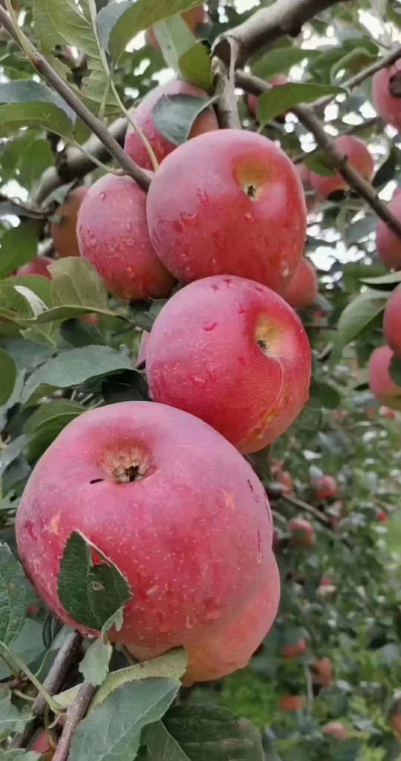 云南昭通红富士大量上市产地直发支持一件代发代收代办