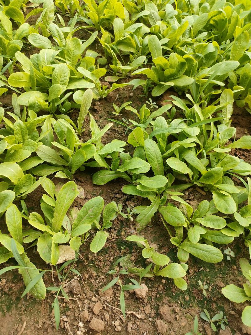 莴笋苗抗热莴笋苗红尖叶莴笋苗三青莴笋苗,冬季抗寒