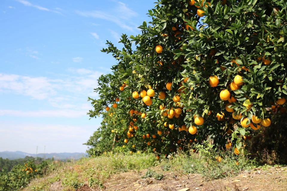 纽荷尔脐橙果园全景