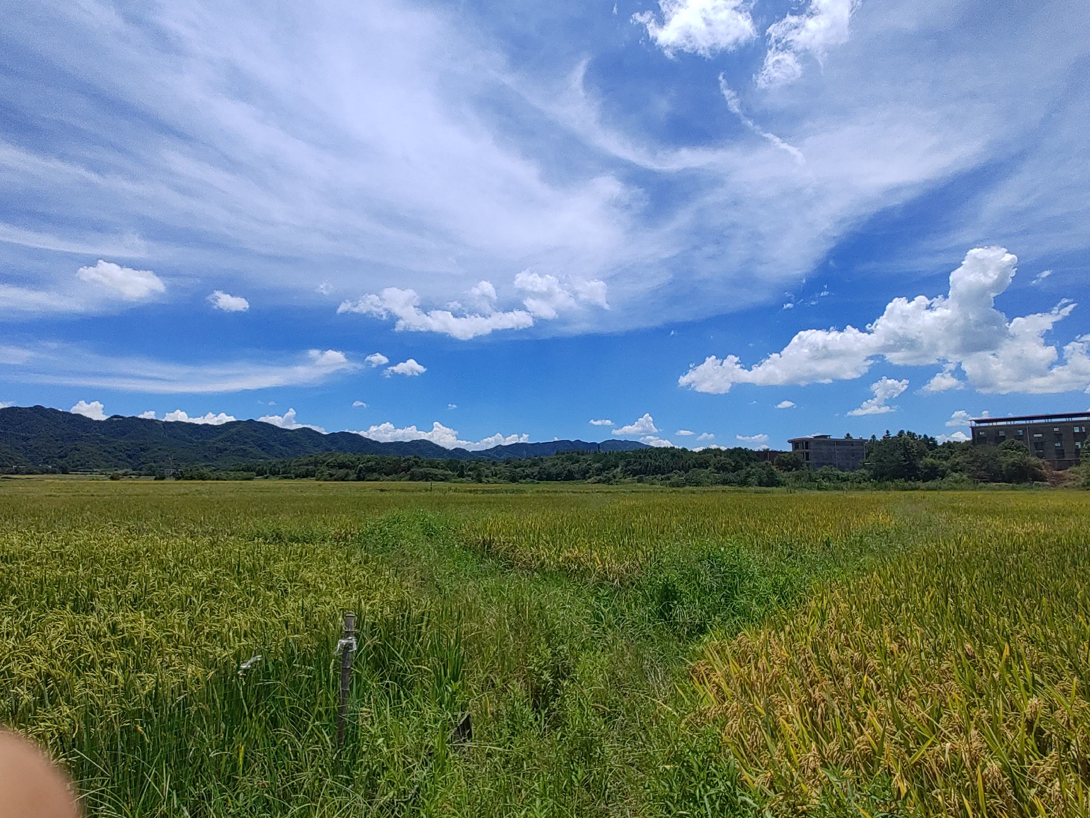 东北长粒香大米的产地风光
