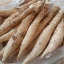 2022年广东网红新鲜竹薯冬粉薯东笋薯新挖打火锅煲汤