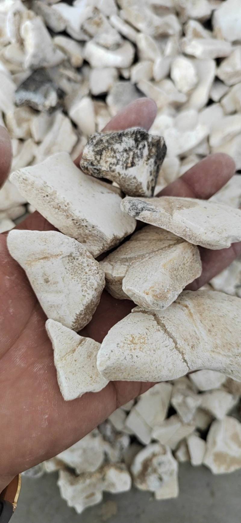龙骨=龙骨壮骨颗粒作用与功效适合多大小孩