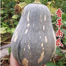 正宗广东香芋南瓜新鲜粉嫩甜糯香芋味老南瓜孕妇宝宝辅食小南