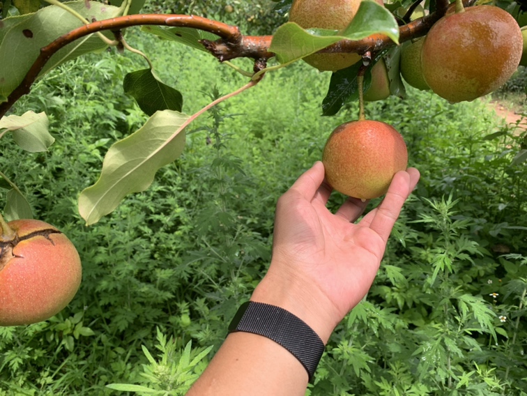 红肖梨采摘场景