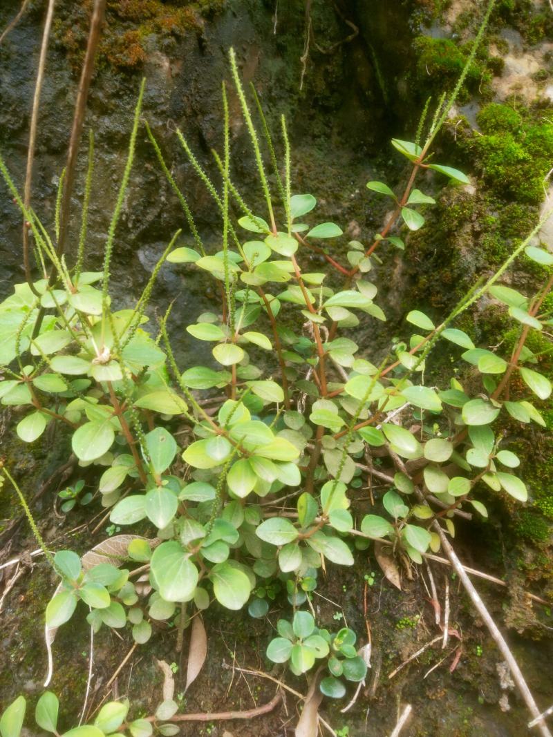 石蝉草野生鲜货!
