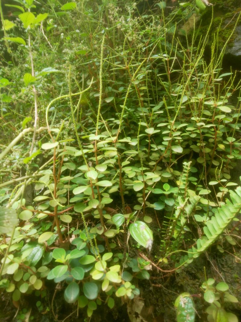 石蝉草野生鲜货!