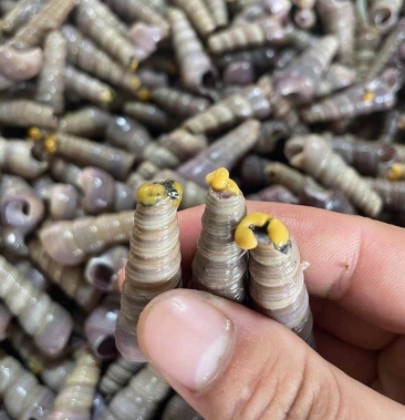 [海螺丝批发]钉螺鲜活新鲜大钉螺去尾螺丝鲜活新鲜海螺丝麻辣钉螺海鲜