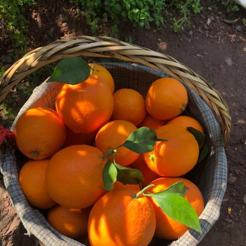 秭归九月红脐橙产地一手货源价格实惠随行就市