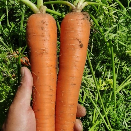 三红胡萝卜价格行情