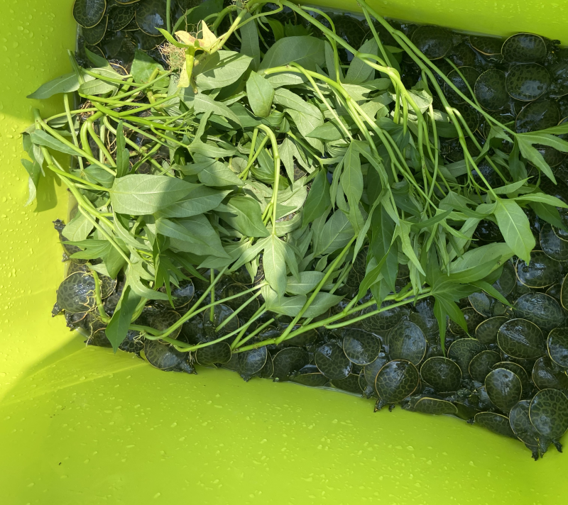 2022珍珠鳖苗需要的请联系