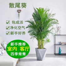 散尾葵富贵椰子盆栽绿植客厅室内开业吸甲醛凤尾竹净化空气