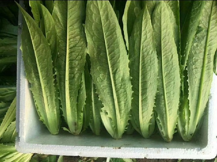 奶油生菜在超市货架上的陈列图