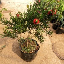 多花红千层庭院花卉垂花红千层盆栽串钱柳花园绿化阳台花苗