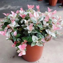 花叶络石盆栽阳台庭院好养植物五彩花卉室内彩叶垂吊