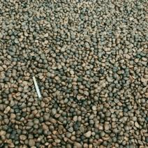 茶籽大别山区高山小籽，中小籽