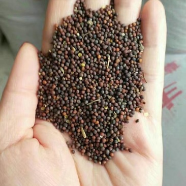 观赏油菜花种子,辽宁省开原市靠山镇森源苗木种子经销处