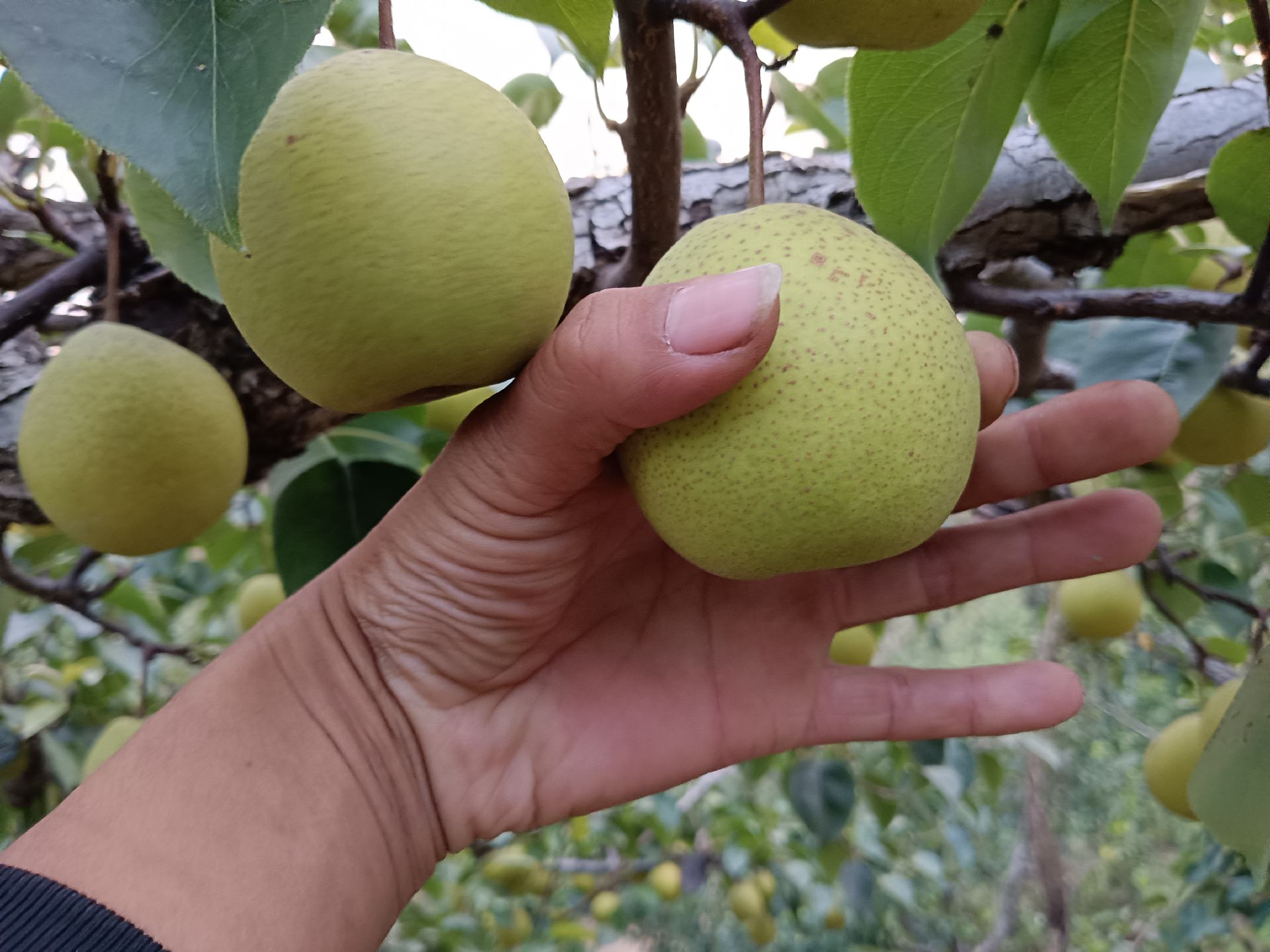 中国白梨种植园