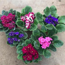 紫罗兰盆栽花卉植物室内花客厅阳台好养耐阴四季开花