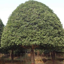 桂花大量上市了价格优惠一手货源质量保证