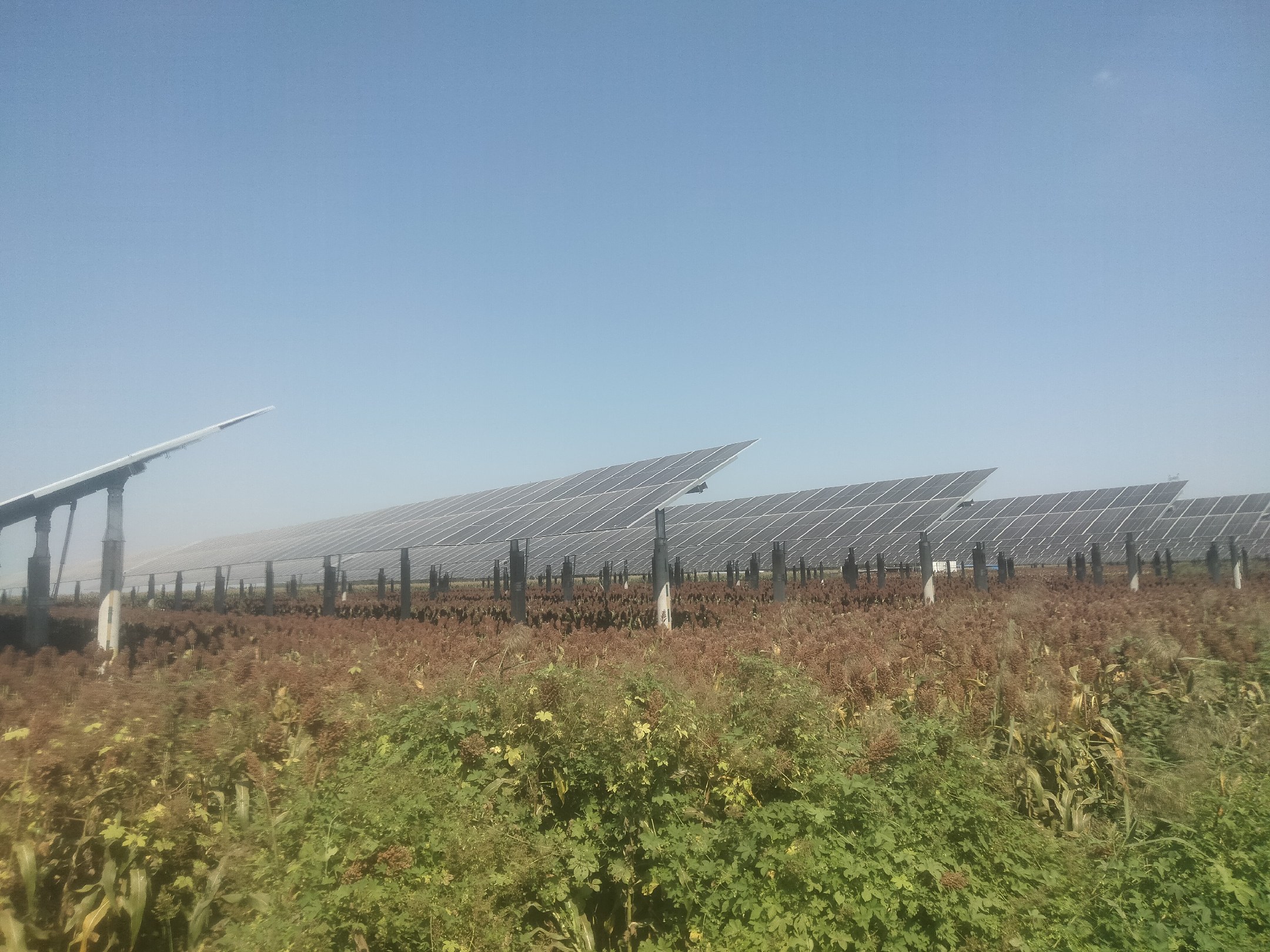 绿色防控示意图