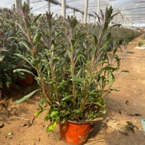 千鸟花盆栽花苗山桃草观赏草庭院花境地被耐热耐紫叶千鸟花