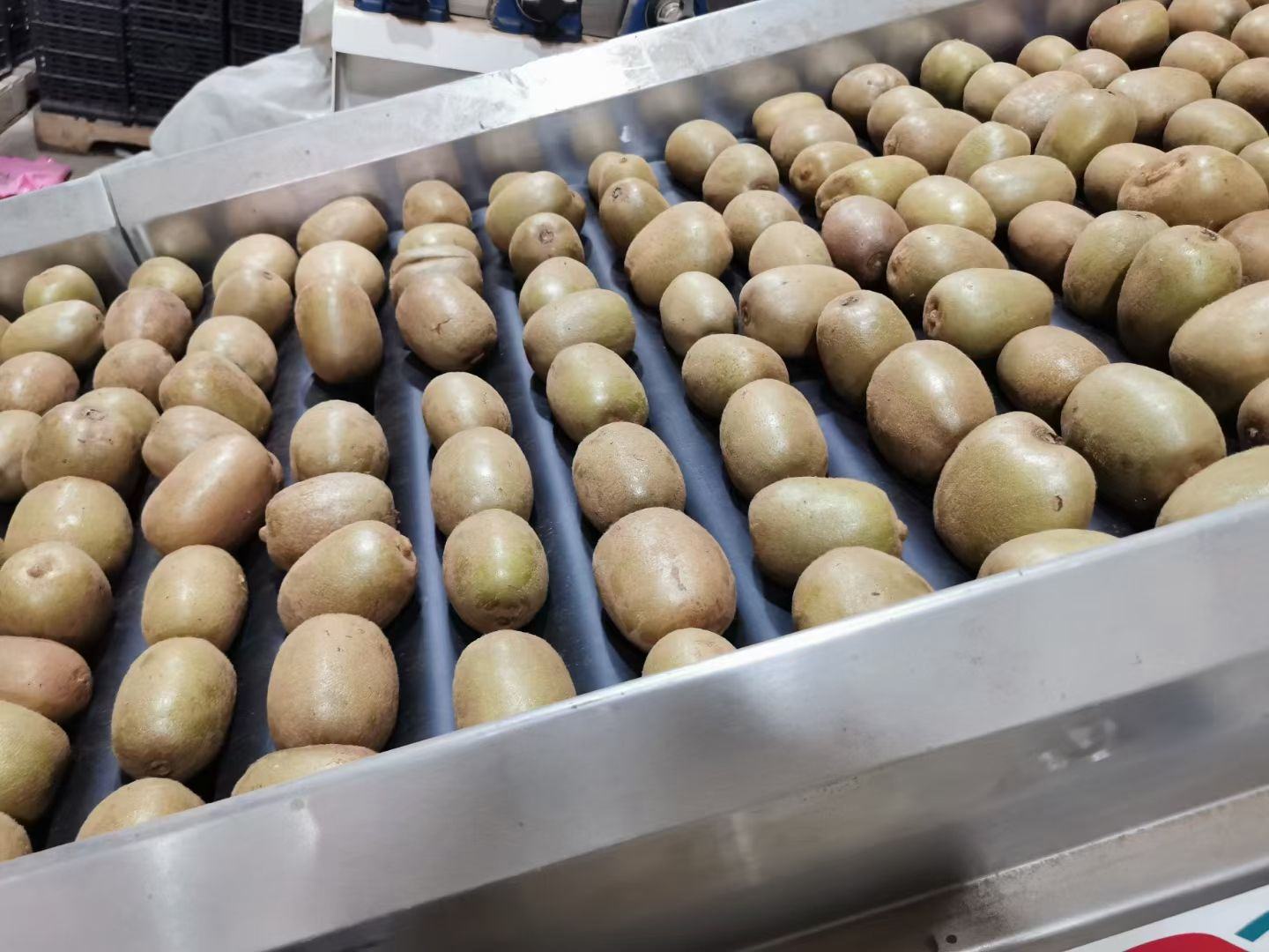 包装车间内工人分拣黄心猕猴桃