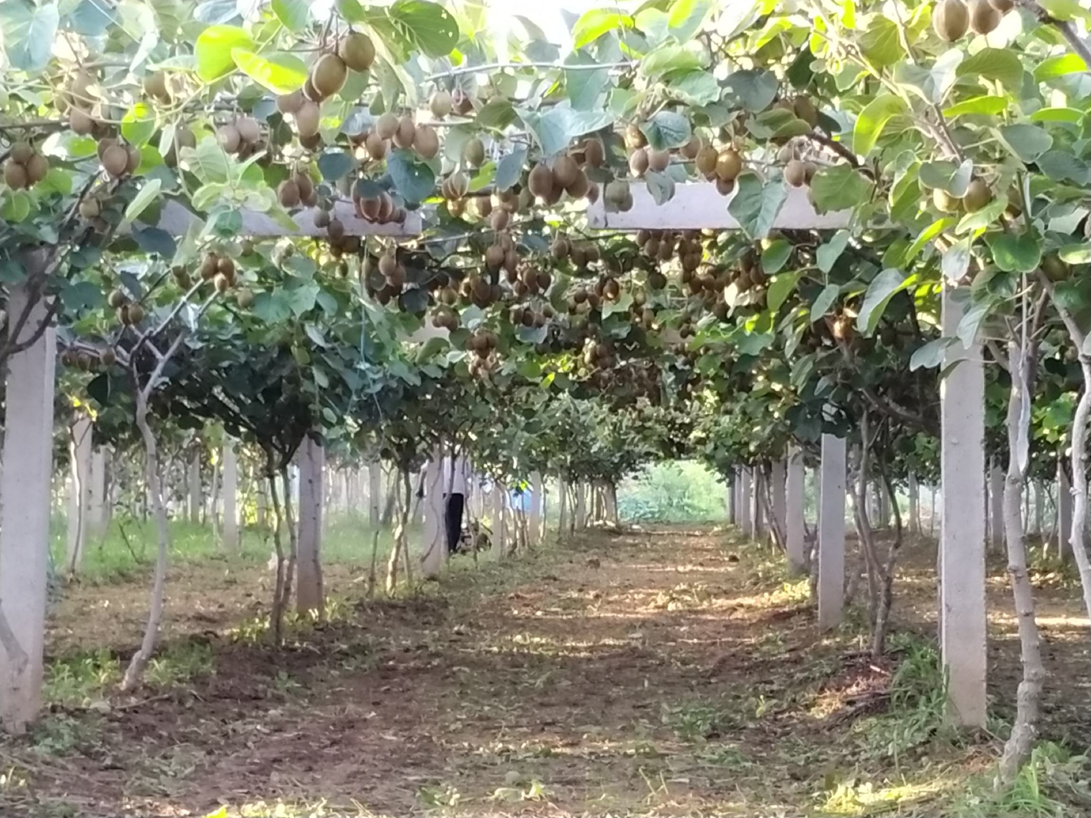 徐香猕猴桃果园实景