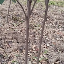 柿子树