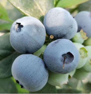 [蓝莓苗批发]公爵蓝莓苗 双丰蓝莓苗 公爵蓝莓树苗 双丰蓝莓树苗价格