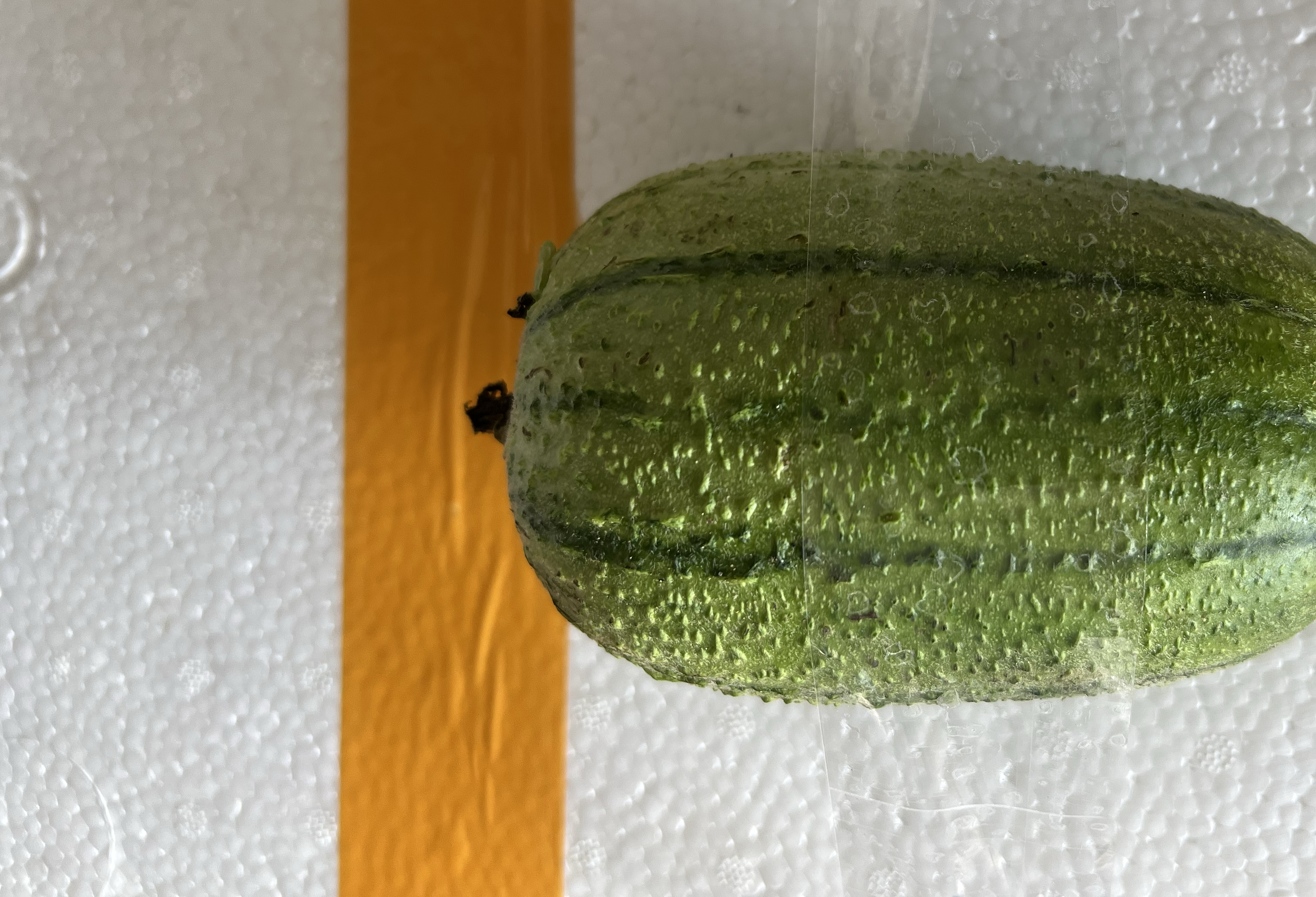 丝瓜表面的毛刺特写