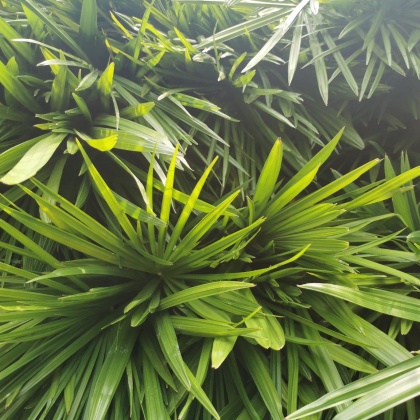 贵州黔南细叶棕竹产地货源批发价格行情