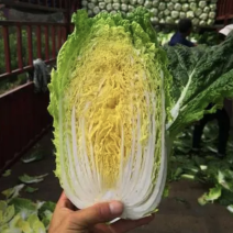 白菜苗黄心白菜陆地越冬种植产量高口感好1000棵起发