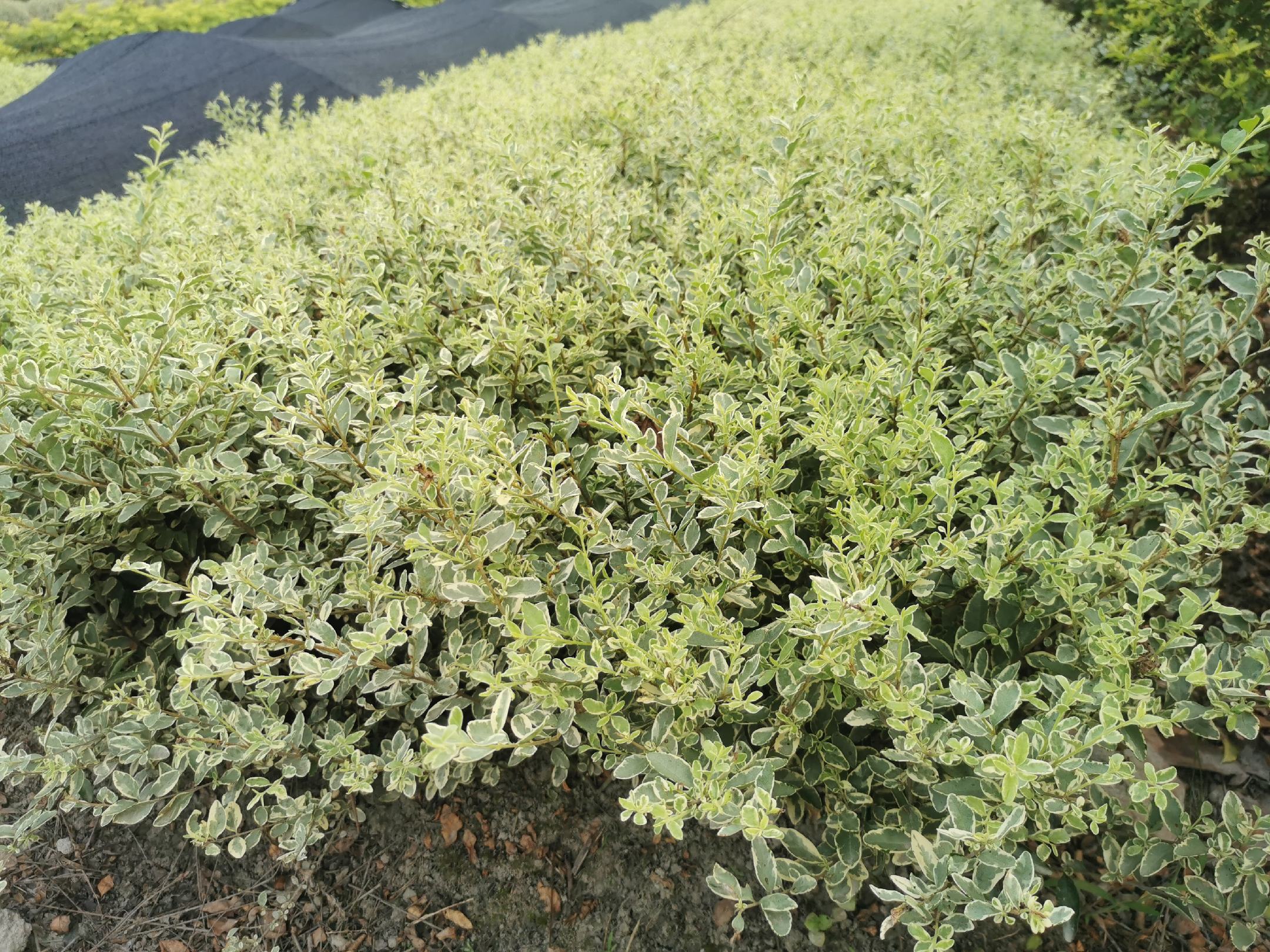 大叶女贞花序为圆锥花序,白色小花密集,适合观赏与蜜源植物 大叶女贞花序特写图