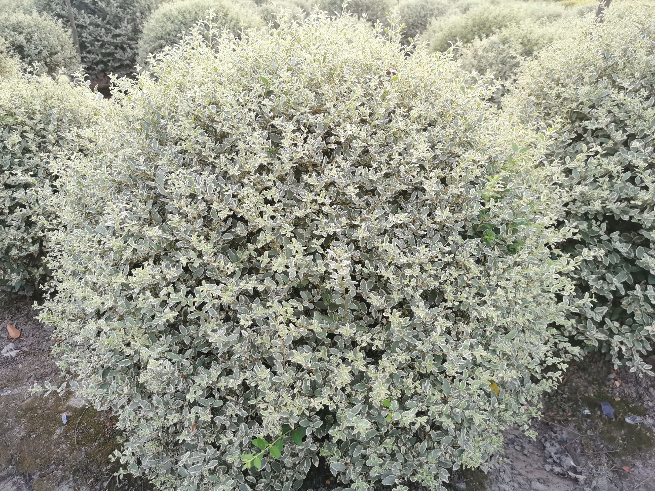 展示12公分大叶女贞在住宅小区绿化中的应用,背景为现代住宅楼,树木与景观小品协调搭配 12公分大叶女贞在小区绿化中的应用