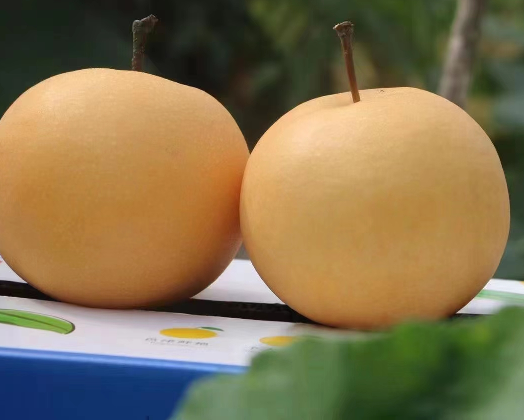 秋月梨特写对比图